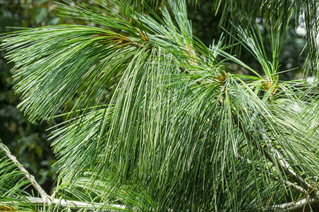 Pine Tree Needles 600X400