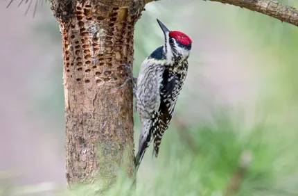Woodpecker Damage Stock