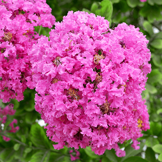 Best Trees For Allergies