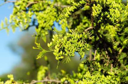 Arborvitae New Growth Rate Davey Tree