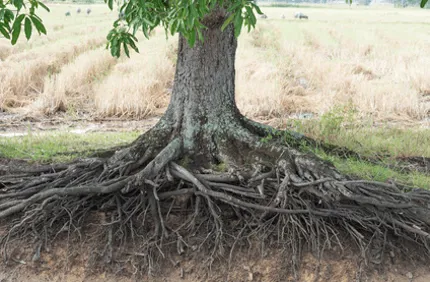Davey Tree Tree Root Growth