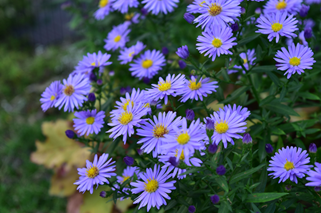 Aster Plant