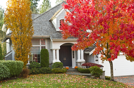Best Trees To Plant In The Fall