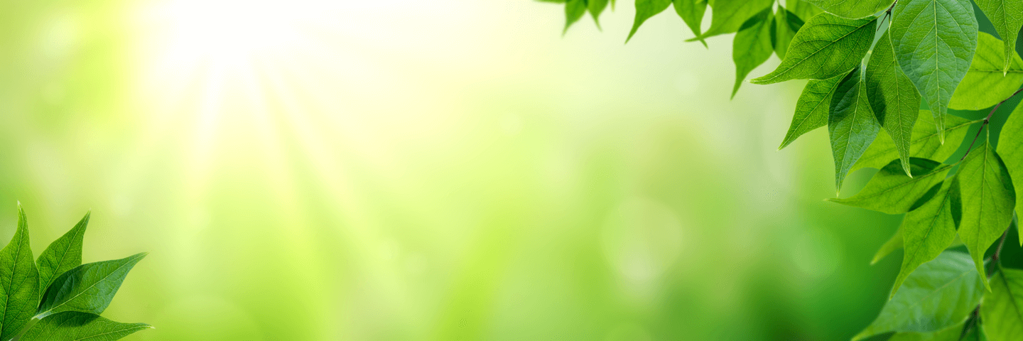 Tree Growth Rates 101 What You Should Know Davey Tree