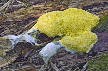 Fuligo Septica Dog Vomit Mold