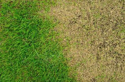 Landscaping Ideas For Where Grass Wont Grow