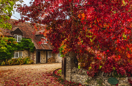 Fall Color