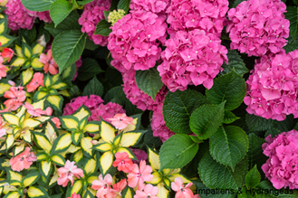 Impatiens Hydrangeas