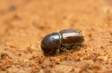 Fotolia 85089638 Ips Beetle M