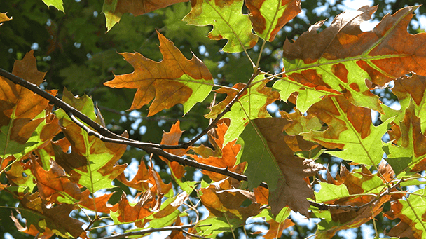 Pest And Disease Bacterial Leaf Scorch Sideimage 608X341
