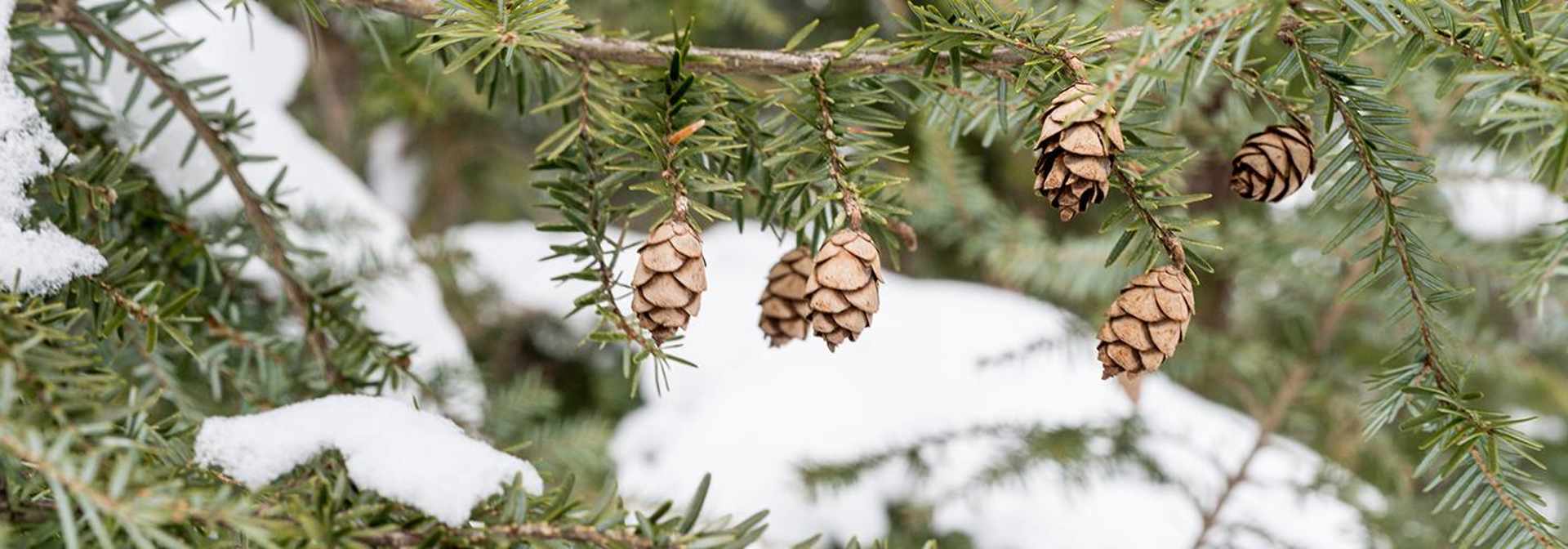 Can pine cones predict our winter?