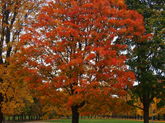 Shumard Oak Tree600x450