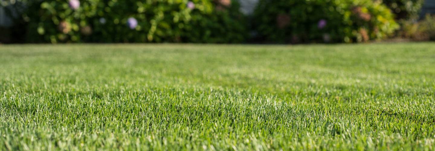 When to outlet mow new grass