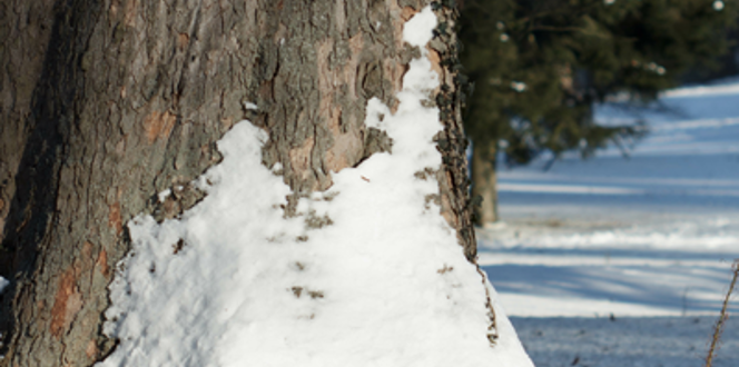April Roots Tree Roots: Trees with Invasive & Non-Invasive Roots | Davey Tree
