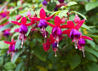 Fuchsia Stock Resize