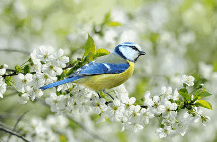 How To Attract Birds To Your Yard