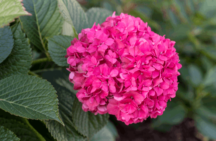 Hydrangea Plant Care
