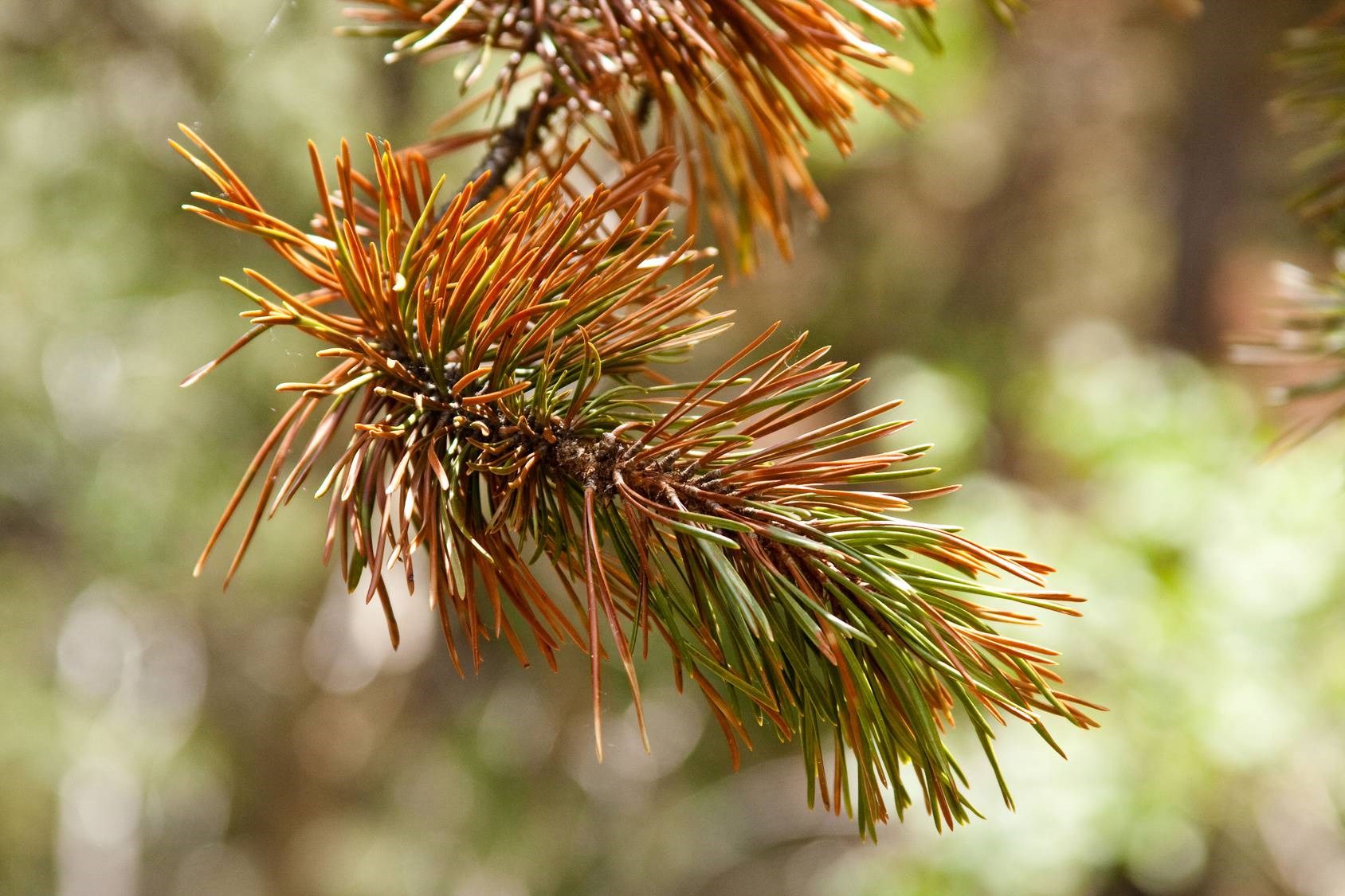 Brown Needles On Evergreen Pine Or Spruce Tree