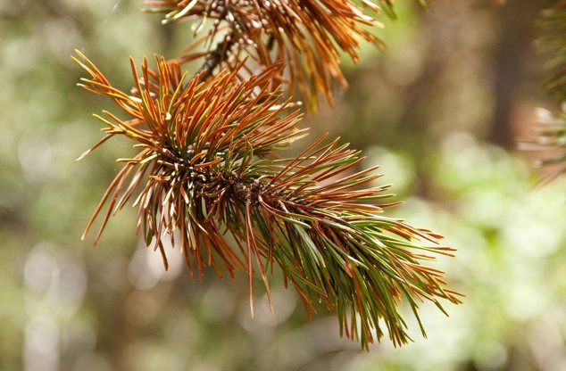 Brown Needles On Evergreen Pine Or Spruce Tree
