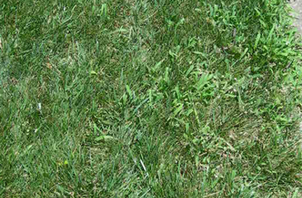 Identifying Crabgrass