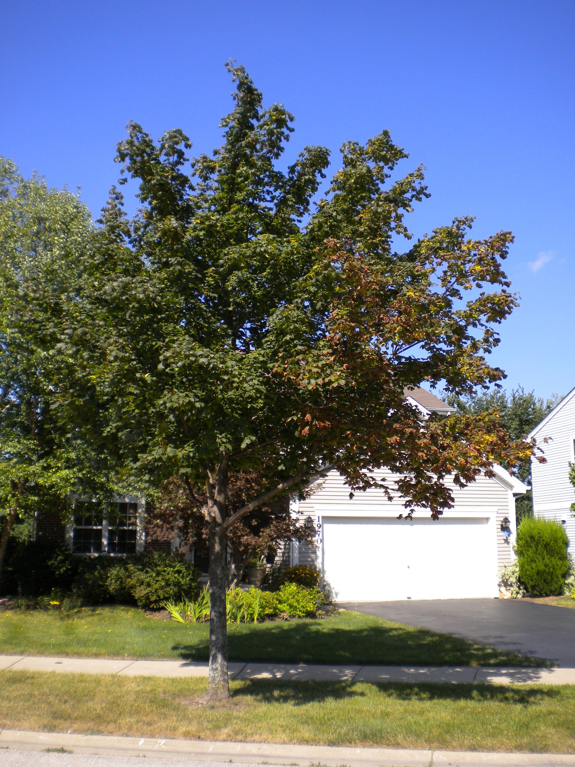 Browning Maple Tree From Drought Stress On One Side Due To Roadway Heat