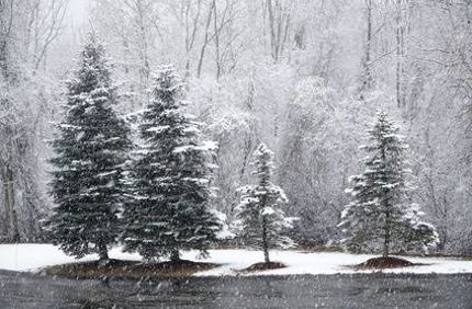 Davey Tree Salt Tolerant Evergreen Trees