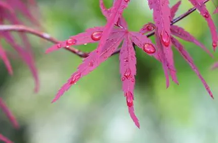 Spots On Japanese Maple Tree Leaf Davey Tree