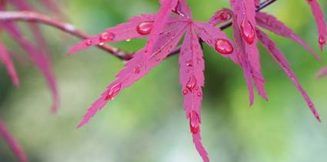 Spots On Japanese Maple Tree Leaf Davey Tree