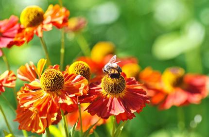 Bees