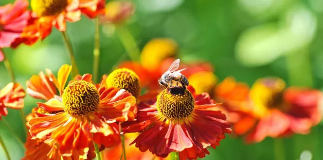 Bees