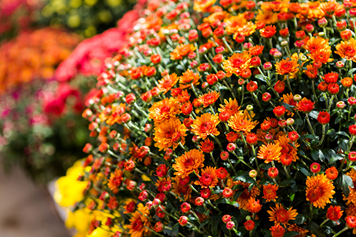 Best Flowers For Fall Planting