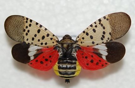 What Kills A Spotted Lanternfly