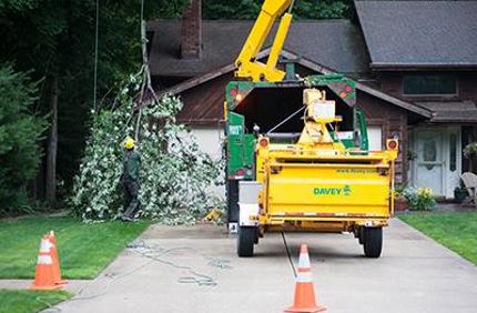 Tree Care Advice Storm Season Tree Safety