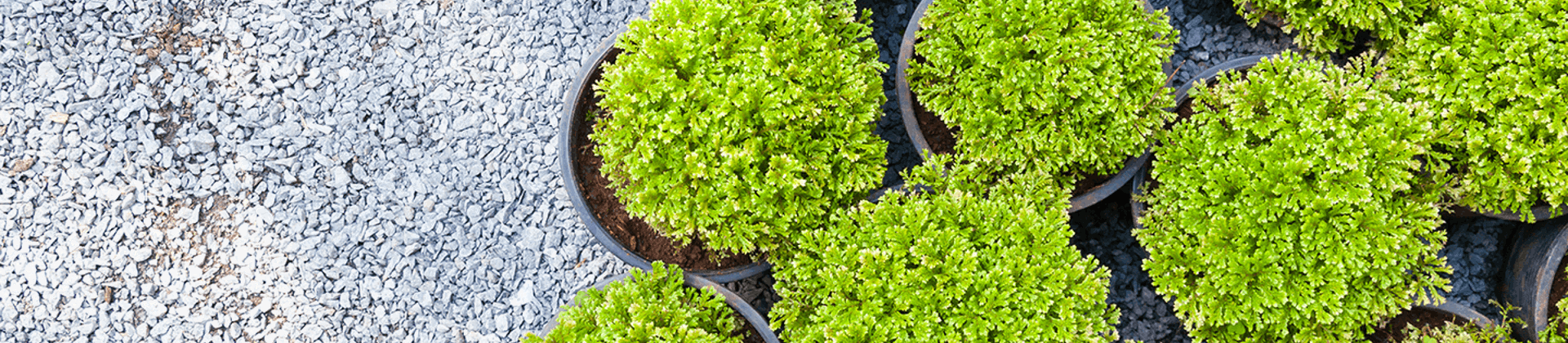 Evergreen Container Plants: Step-by-Step Planting Guide | Davey Tree