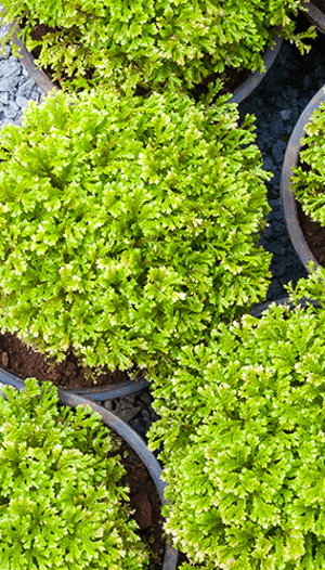 Evergreen Container Plants: Step-by-Step Planting Guide | Davey Tree