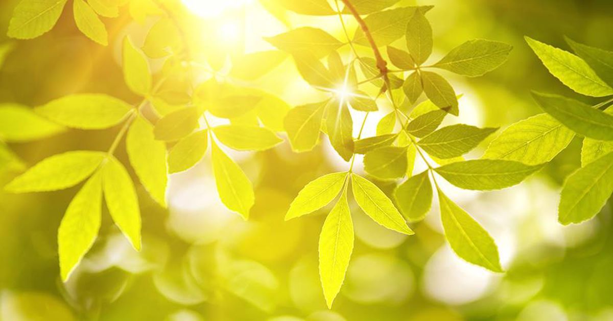 Basic Tree Planting Techniques A Comprehensive Guide Tips Tree Planting basic-tree-planting-techniques-a-comprehensive-guide-tips-tree-planting