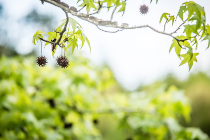 Sweetgum Tree