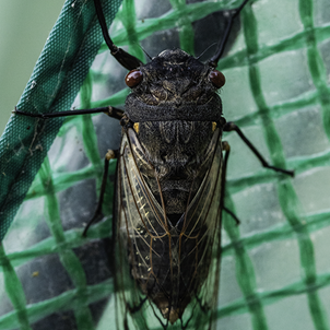 Cicada Control