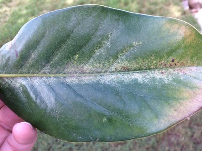 Spider Mite Stippling On Magnolia