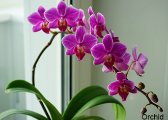 Orchid Stock