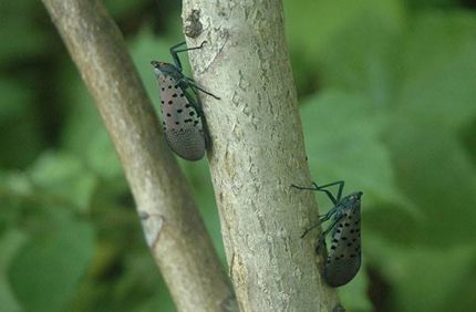 Spotted Lanternfly