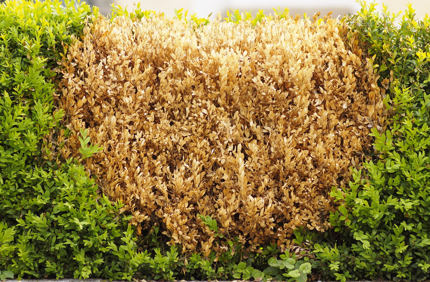 5 2 19 Shrub Dying