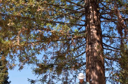How To Save A Dying Redwood Brown Needles Drought Davey Tree