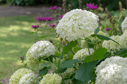 Hydrangea Arborescens