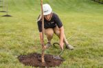 Types Of Tree Support Systems | Davey Tree