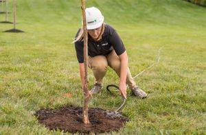 Signs Your Trees Need Pruning Davey Tree Signs Your Trees Need Pruning Davey Tree