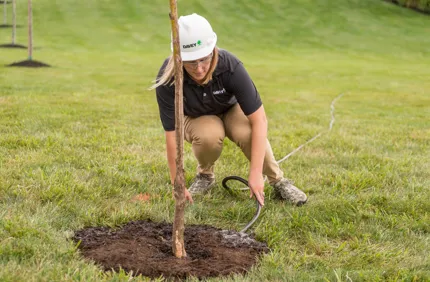 How Much Water Do Newly Planted Trees Need Davey Tree