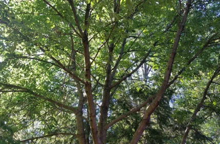 Davey Tree Ash Tree Replacements