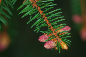 Norway Spruce Tree Flower