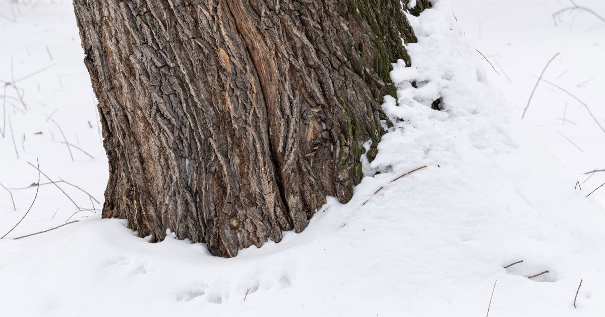 Vertical Split In Tree Trunk: Can It Be Repaired | Davey Tree